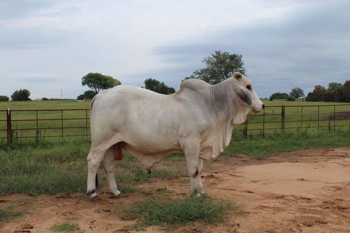 Image for Jones Livestock Auction THURSDAY September 5th -  Jones, Oklahoma