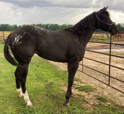 Image for Interstate Regional Stockyards Horse Sale - Cuba, Missouri WEDNESDAY September 25th