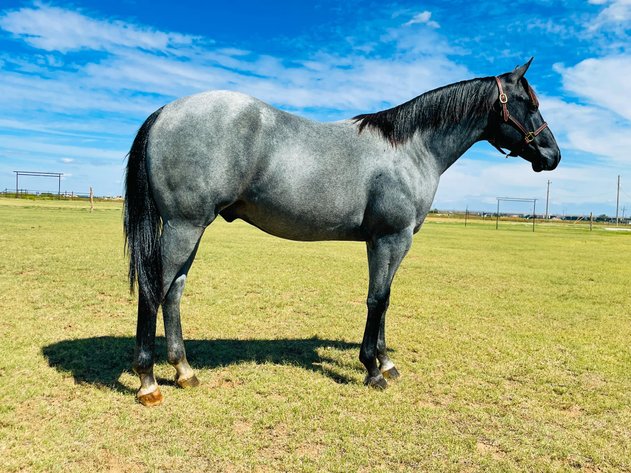 Image for Hermanson-Kist Fall All Breed Horse Sale - Mandan, North Dakota - September 19, 20, 21 - DAY THREE