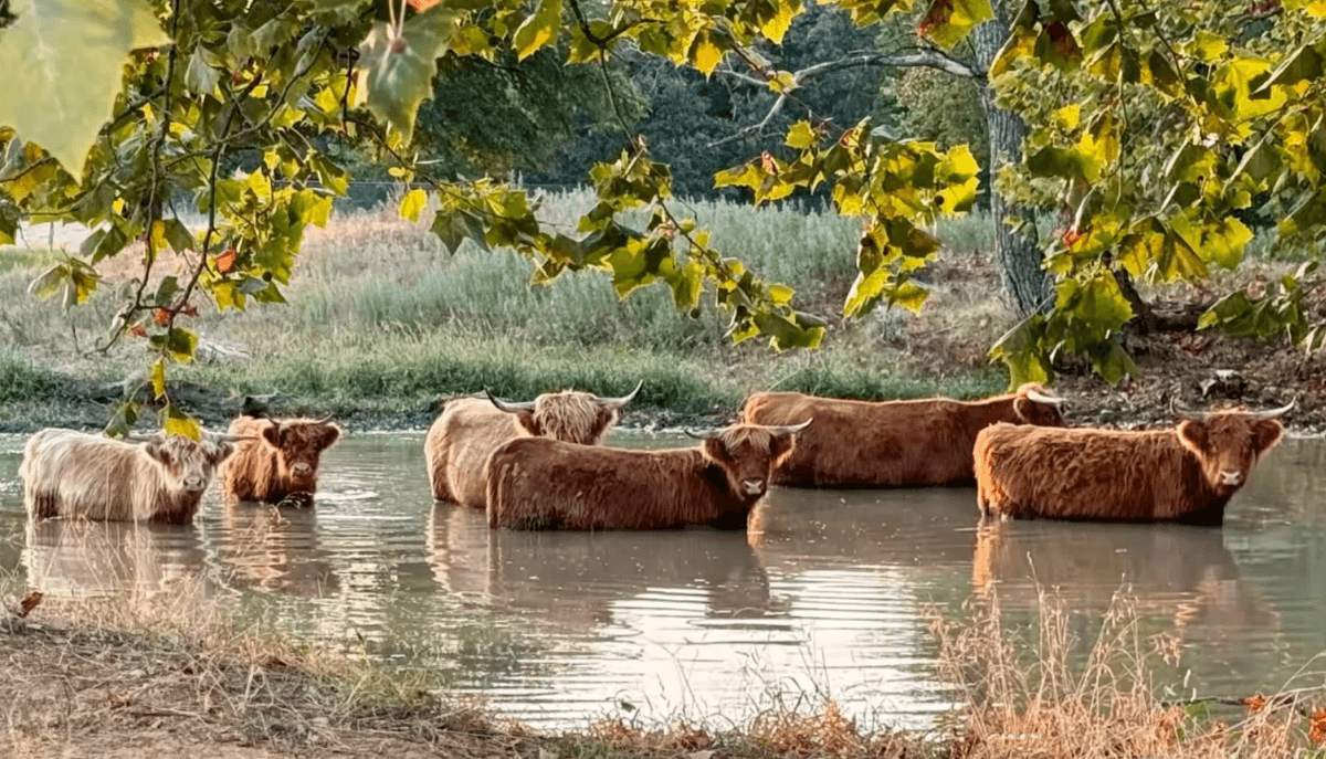 Image for Jones Livestock Auction THURSDAY September 5th -  Jones, Oklahoma