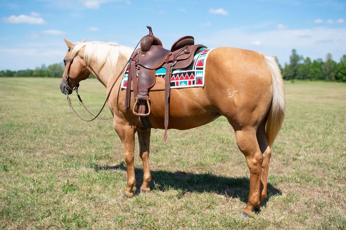 Image for Interstate Regional Stockyards Horse Sale - Cuba, Missouri WEDNESDAY September 25th