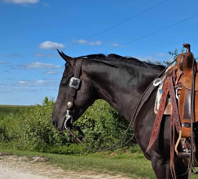 Image for Casino Classic NEW YEARS DAY All Breed Horse Sale - Oak Grove, Kentucky
