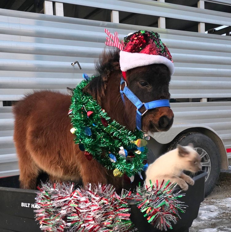 Image for Colfax Horse Sale *Christmas Special* - SUNDAY, DECEMBER 21ST - Colfax, Iowa