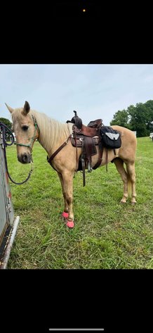 Image for Courtland Tack And Horse Auction Christmas Special  Saturday December 20,2025