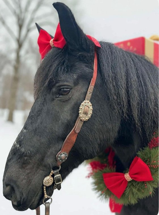 Image for Courtland Tack And Horse Auction Christmas Special  Saturday December 20,2025