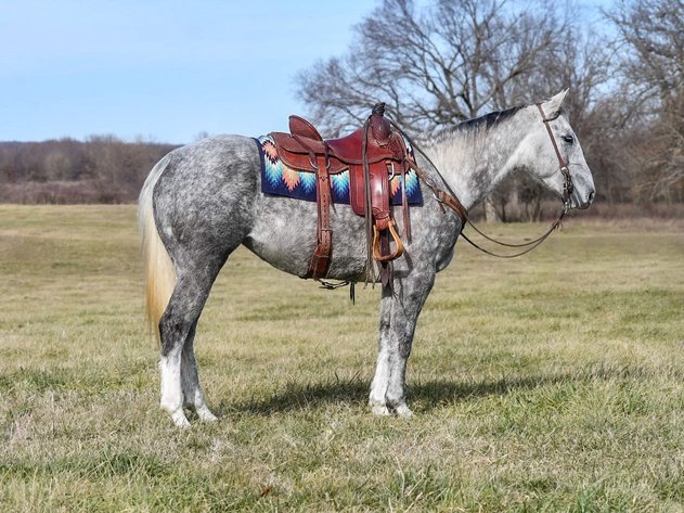 Image for Shamrock Livestock Market Horse Sale - SATURDAY, JANUARY 3RD - O'Neill, Nebraska