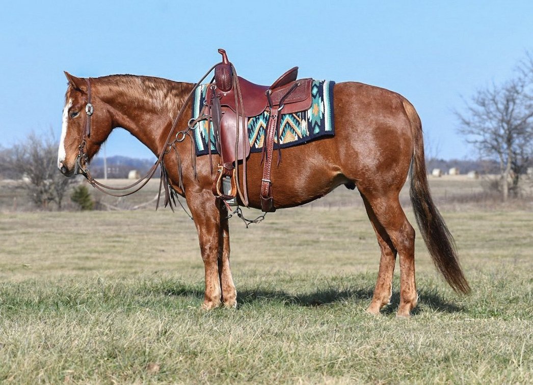 Image for Shamrock Livestock Market Horse Sale - SATURDAY, JANUARY 3RD - O'Neill, Nebraska