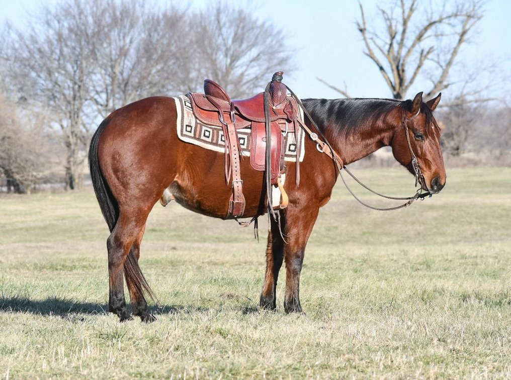 Image for Shamrock Livestock Market Horse Sale - SATURDAY, JANUARY 3RD - O'Neill, Nebraska