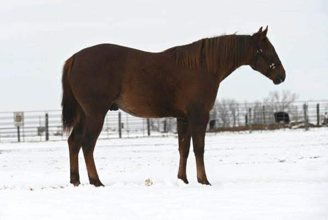 Image for Shamrock Livestock Market Horse Sale - SATURDAY, JANUARY 3RD - O'Neill, Nebraska