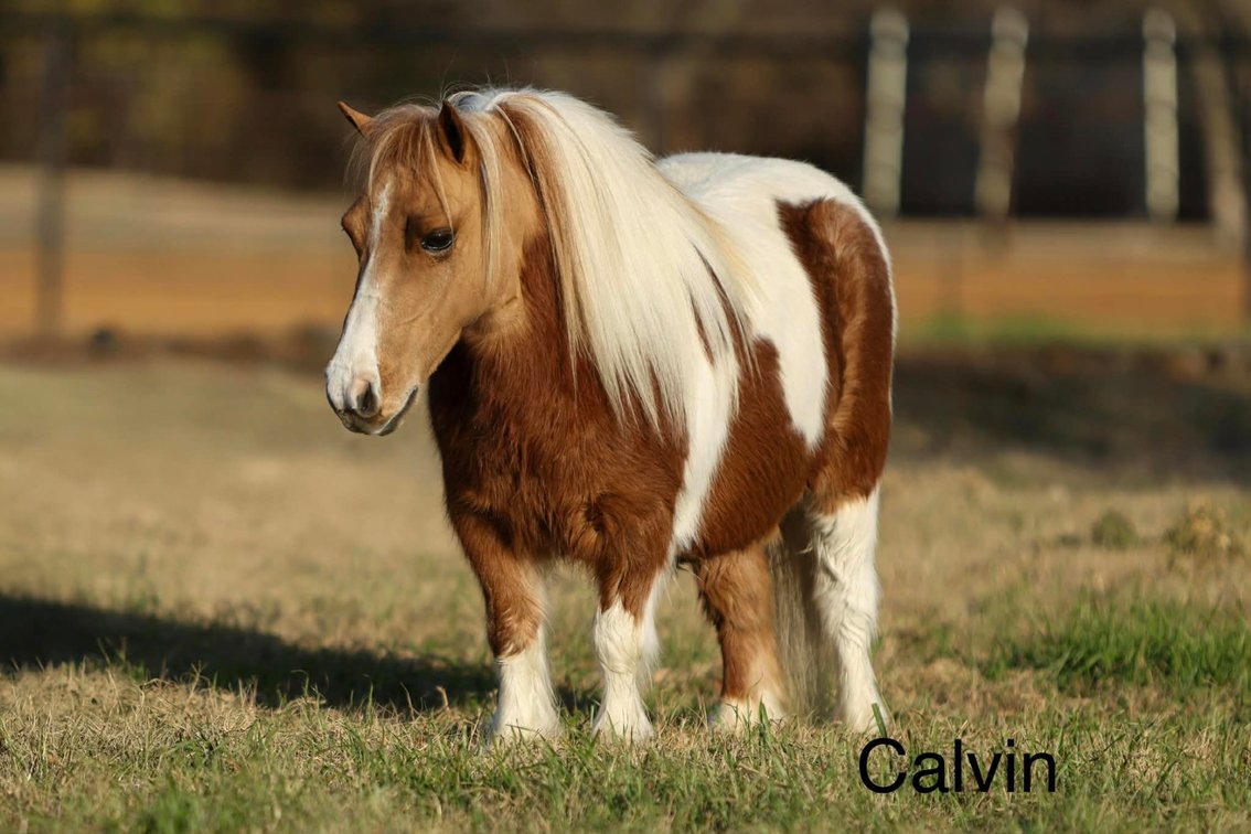 Image for Ocala Horse Sale Winter Sale - Saturday, January 10th - Ocala, Florida