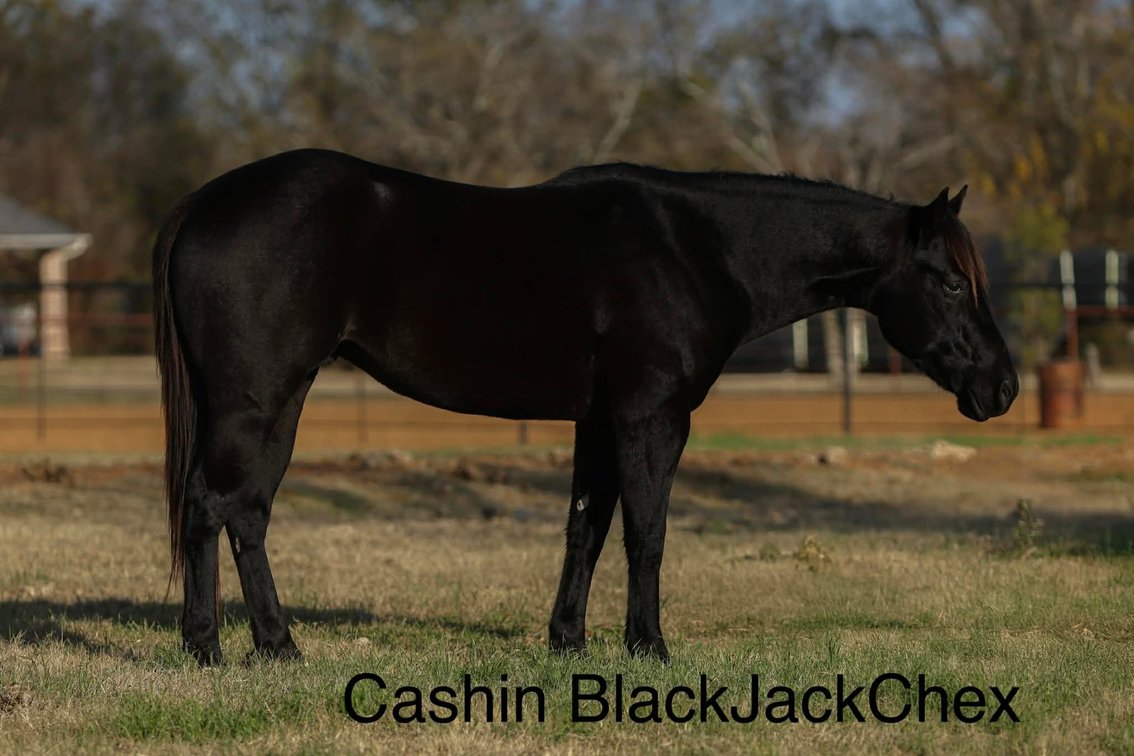 CASHIN BLACKJACKCHEX