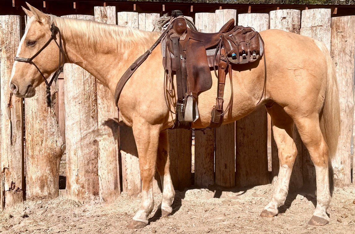 WYO SAFARI SHINES    VIDEO
