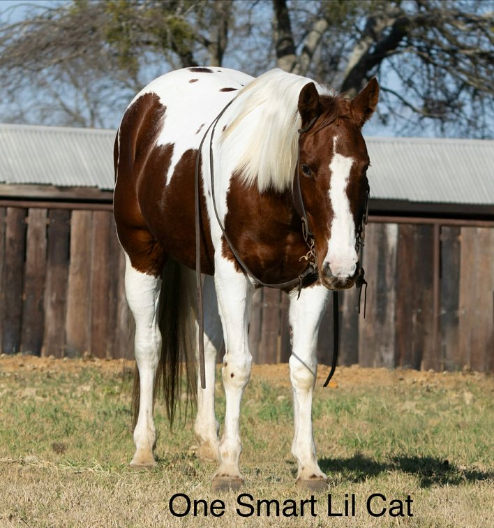 ONE SMART LIL CAT  VIDEO