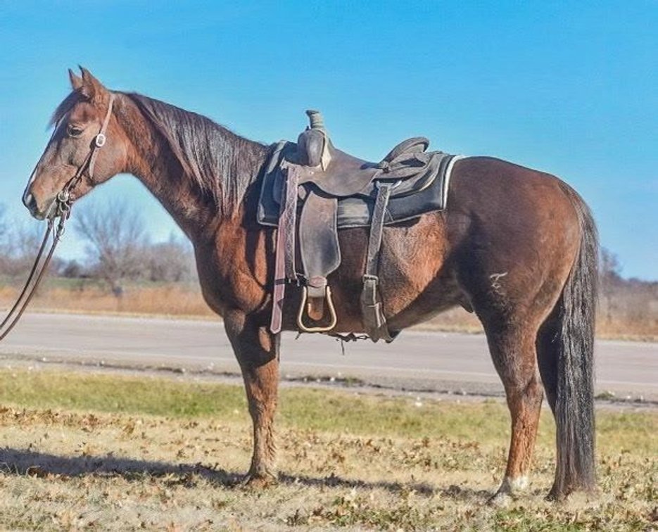 Image for Fort Smith Horse & Mule Sale - SATURDAY, DECEMBER 20TH - Moffett, Oklahoma