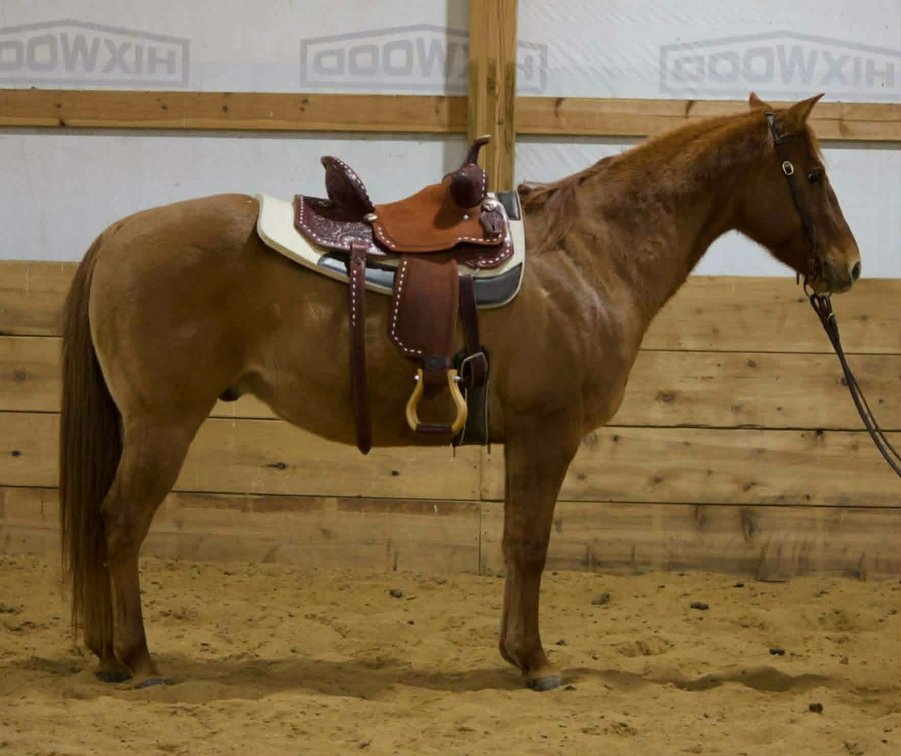 Image for Fort Smith Horse & Mule Sale - SATURDAY, DECEMBER 20TH - Moffett, Oklahoma