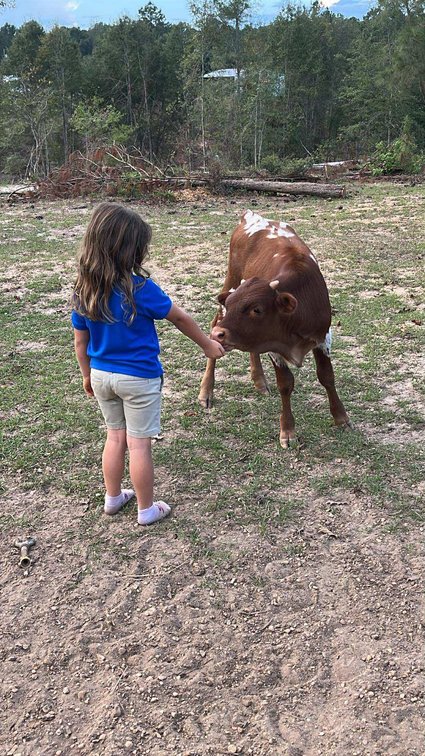 Image for Mize Horse Sale - SATURDAY, JANUARY 17TH - Mize, Mississippi