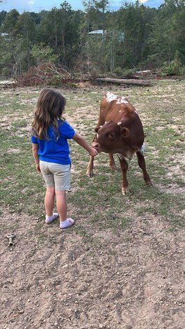 Image for Mize Horse Sale - SATURDAY, JANUARY 17TH - Mize, Mississippi