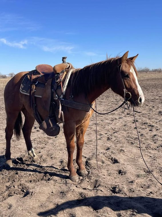 Image for Fort Smith Horse & Mule Sale - SATURDAY, JANUARY 17TH - Moffett, Oklahoma