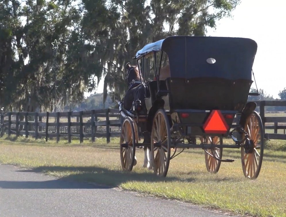 Harness & Buggy from Lot 57
