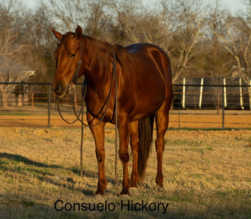 CONSUELO HICKORY