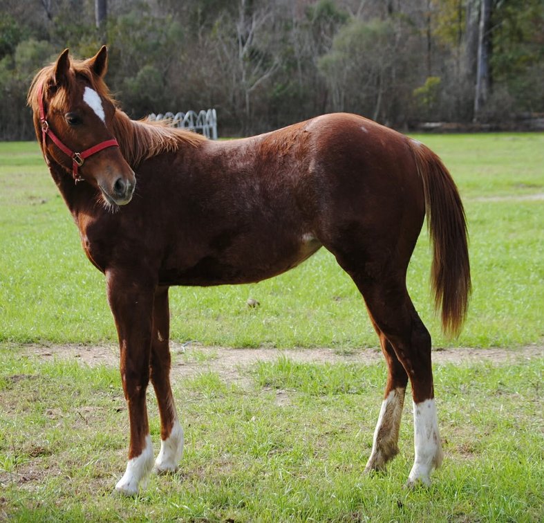 BCF STARLIGHT JACKIE