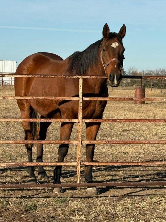 TB Gelding   VIDEO