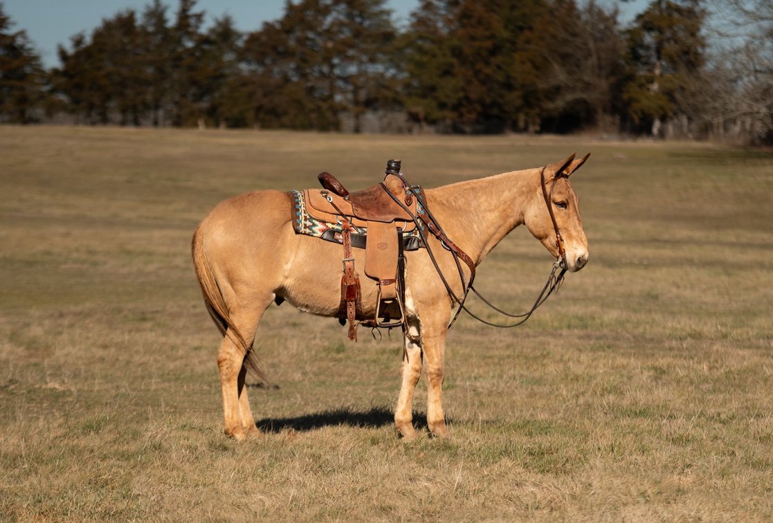 Image for Milam Mules Select Mule Sale - Sikeston, Missouri  February 28th