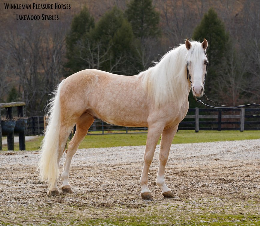Image for East Tennessee 4B Gaited Horse Sale  White Pine, Tennessee - February 28th