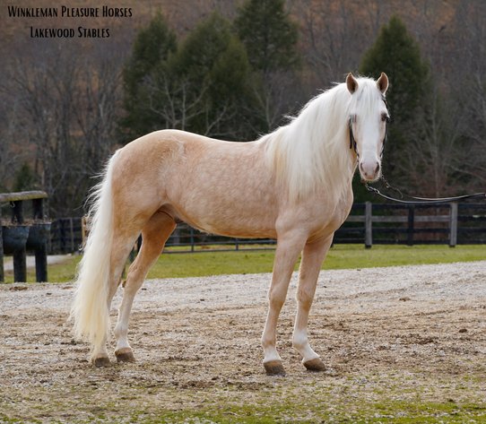 Image for East Tennessee 4B Gaited Horse Sale  White Pine, Tennessee - February 28th