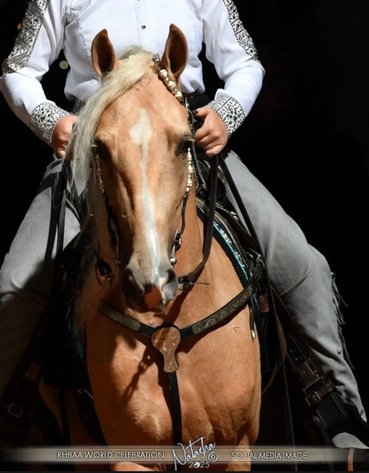 Image for East Tennessee 4B Gaited Horse Sale  White Pine, Tennessee - February 28th