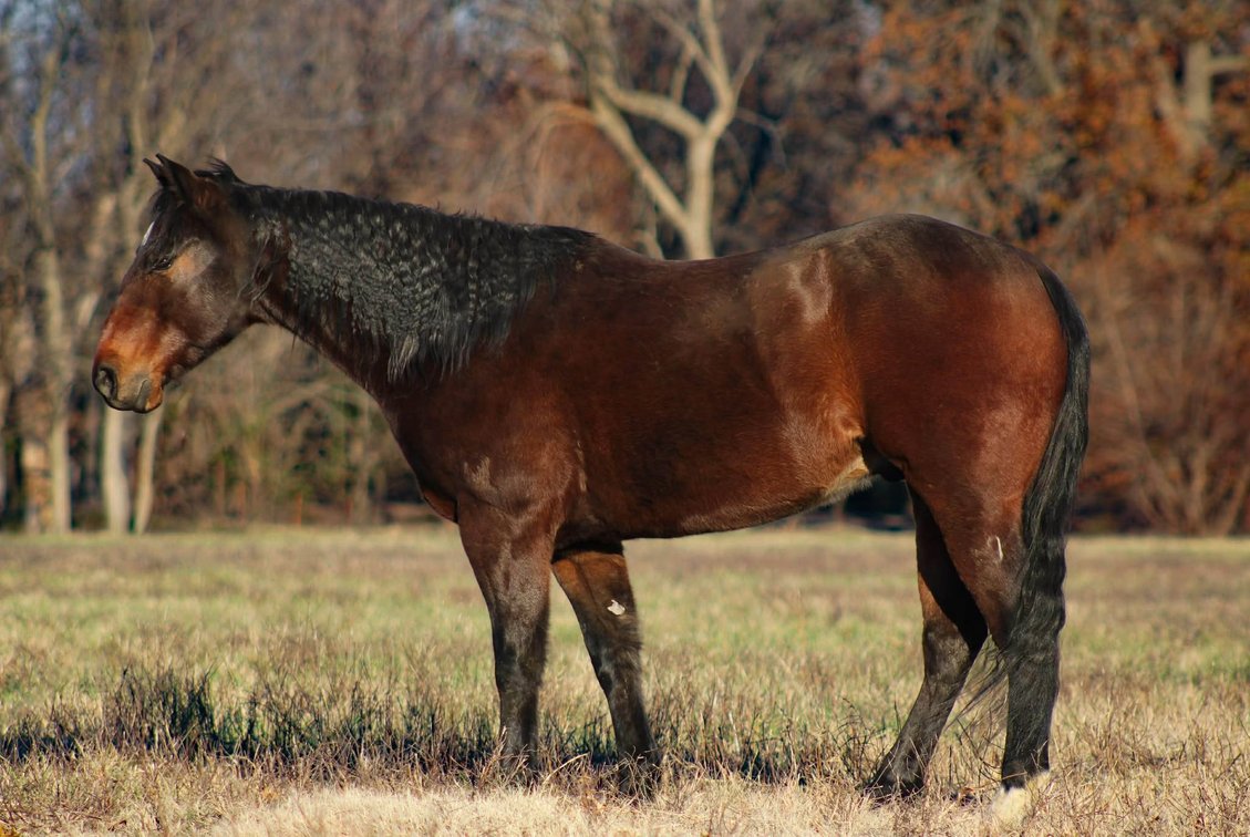 Image for Interstate Regional Stockyards TWO DAY FEBRUARY SPECIAL - DAY 1 - WEDNESDAY FEBRUARY 18TH