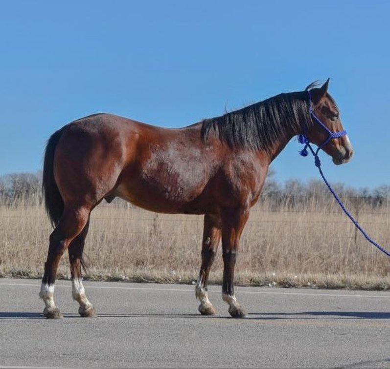 Image for Reno County Stockyards Horse Sale WEDNESDAY, FEBRUARY 11TH - South Hutchinson, KS