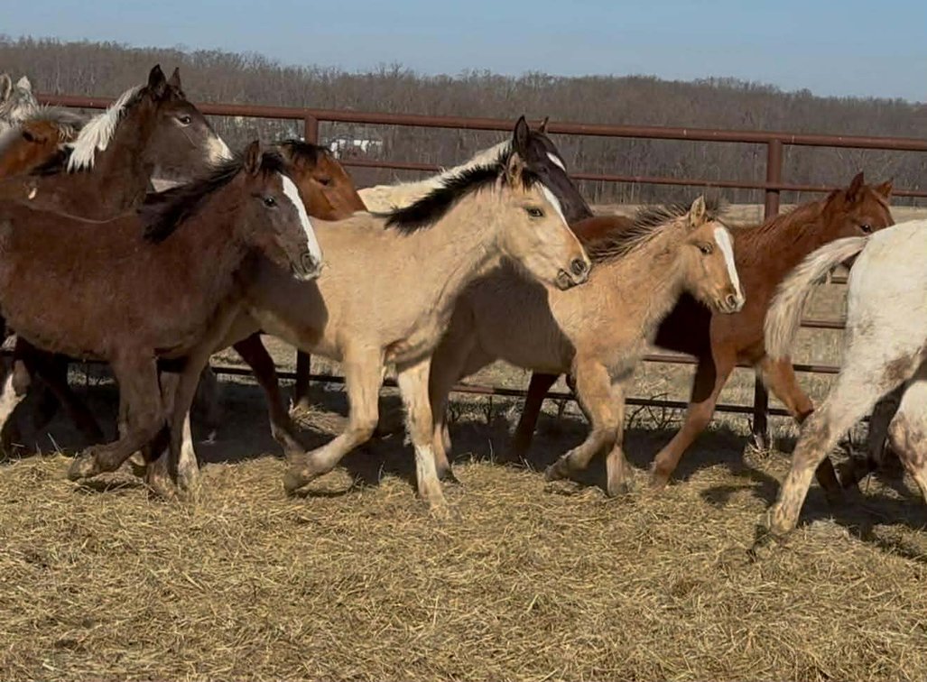 Image for Interstate Regional Stockyards Horse Sale - Cuba, Missouri WEDNESDAY JANUARY 21ST