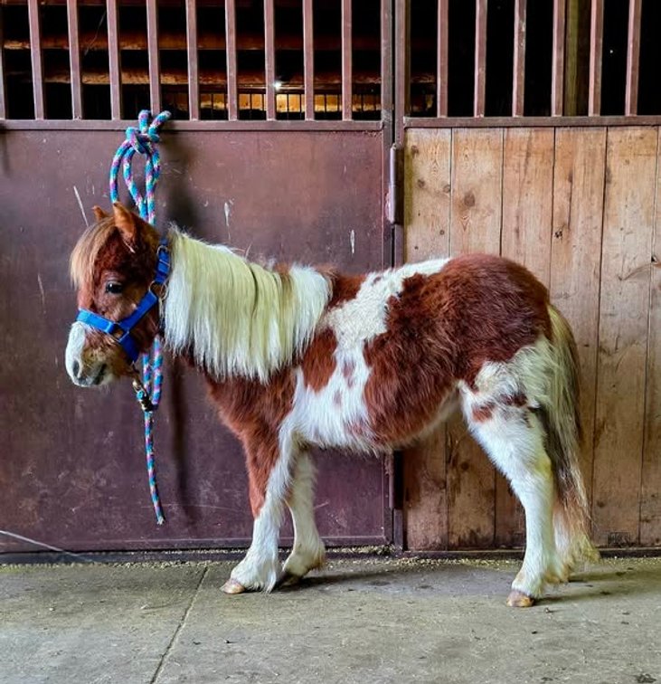 Image for Colfax Horse Sale  - SUNDAY, FEBRUARY 15TH - Colfax, Iowa
