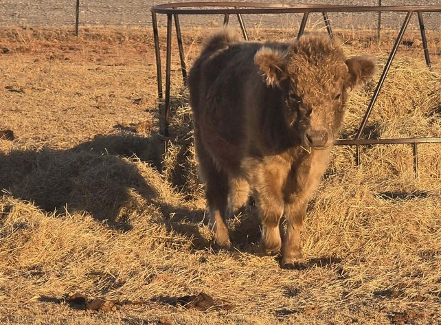 Image for Jones Livestock Auction THURSDAY FEBRUARY 5TH -  Jones, Oklahoma