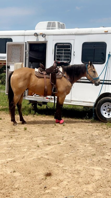 Image for Springfield Livestock Horse Sale FRIDAY FEBRUARY 27TH - Springfield, MO