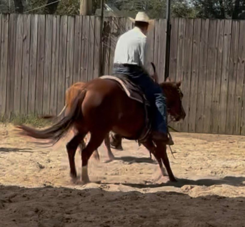 Image for Southern States Equine Performance Horse Sale - SATURDAY, MARCH 7TH - Carthage, MS