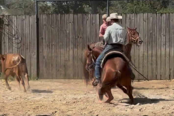 Image for Southern States Equine Performance Horse Sale - SATURDAY, MARCH 7TH - Carthage, MS