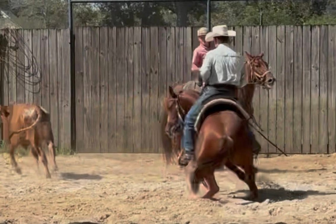Image for Southern States Equine Performance Horse Sale - SATURDAY, MARCH 7TH - Carthage, MS