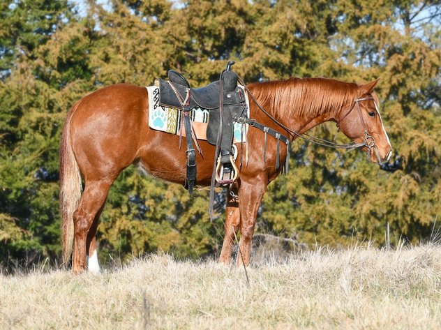 Image for Southern States Equine Performance Horse Sale - SATURDAY, MARCH 7TH - Carthage, MS