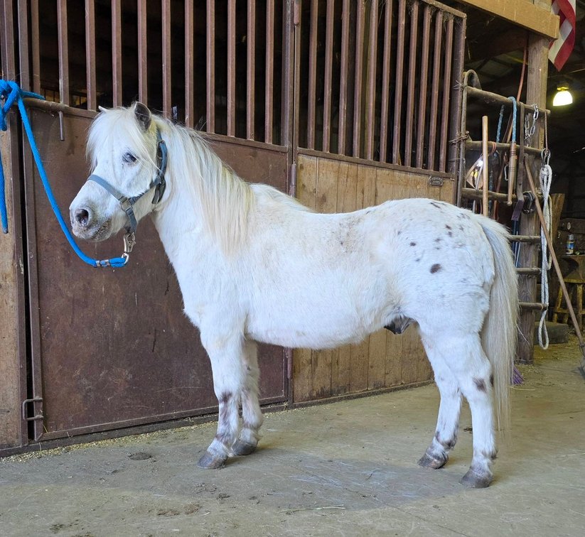 Image for Colfax Horse Sale  - SUNDAY, MARCH 15TH - Colfax, Iowa