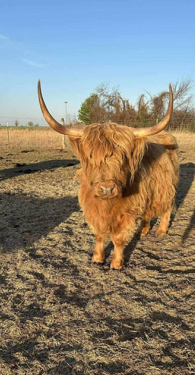 Image for Jones Livestock Auction THURSDAY APRIL 2ND -  Jones, Oklahoma