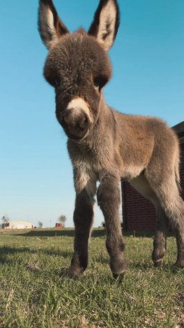 Image for Jones Livestock Auction THURSDAY APRIL 2ND -  Jones, Oklahoma