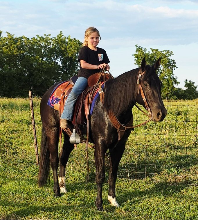 Image for Creston Horse Sale  - SATURDAY, APRIL 11TH - Creston, Iowa