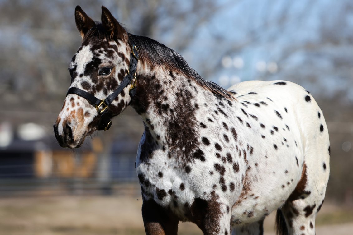 Image for Rafter E Quarter Horses Complete Dispersal - SATURDAY, APRIL 25TH -Pontotoc, Mississippi