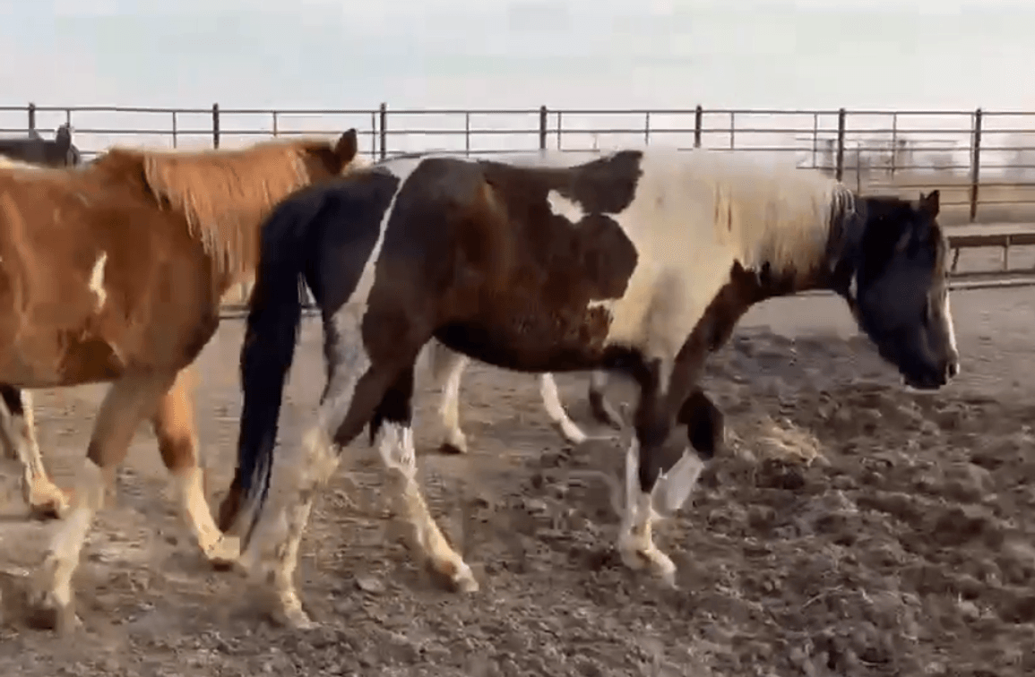 Image for Boonville Livestock Sales Spring Horse Sale - SATURDAY, MARCH 28TH - Boonville, MO