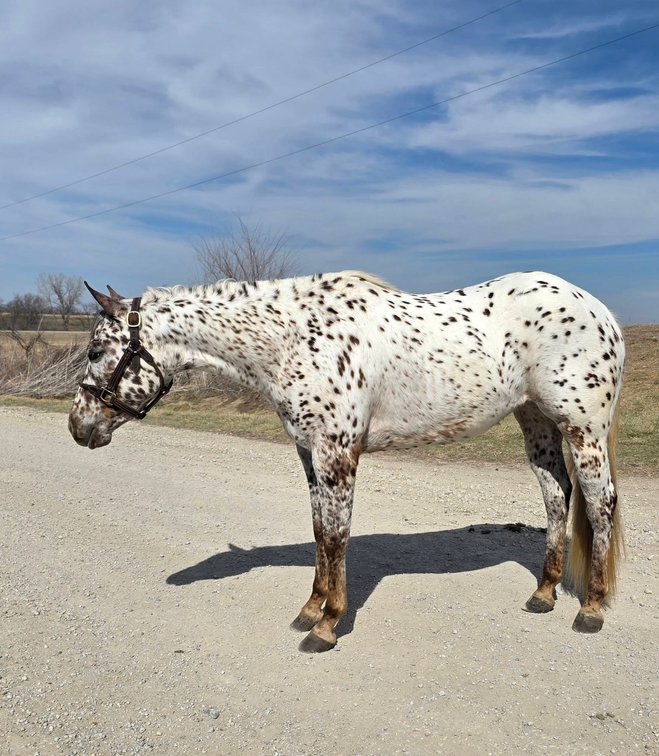 Image for Creston Horse Sale  - SATURDAY, APRIL 11TH - Creston, Iowa