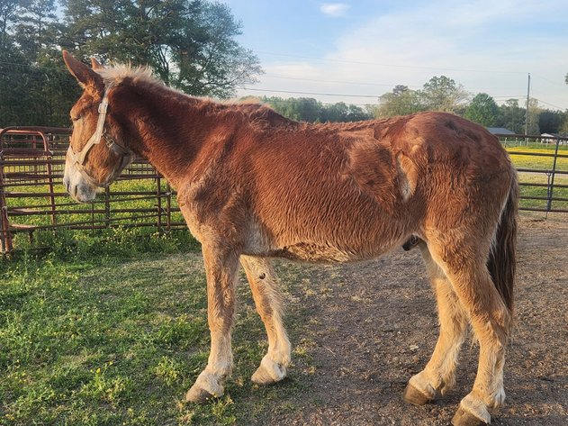 Image for Courtland Tack And Horse Auction Saturday ,April 18 ,2026