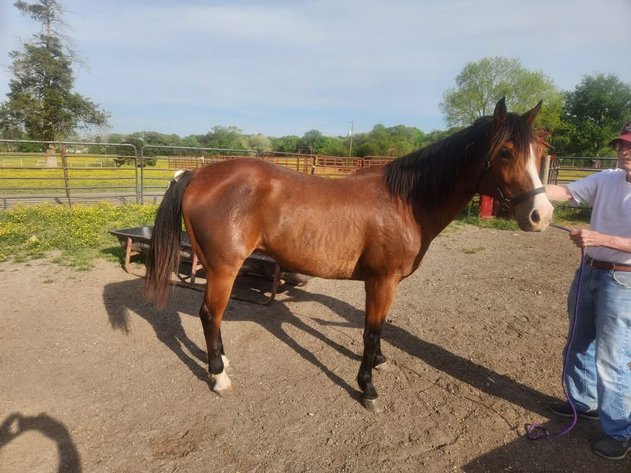 Image for Courtland Tack And Horse Auction Saturday ,April 18 ,2026