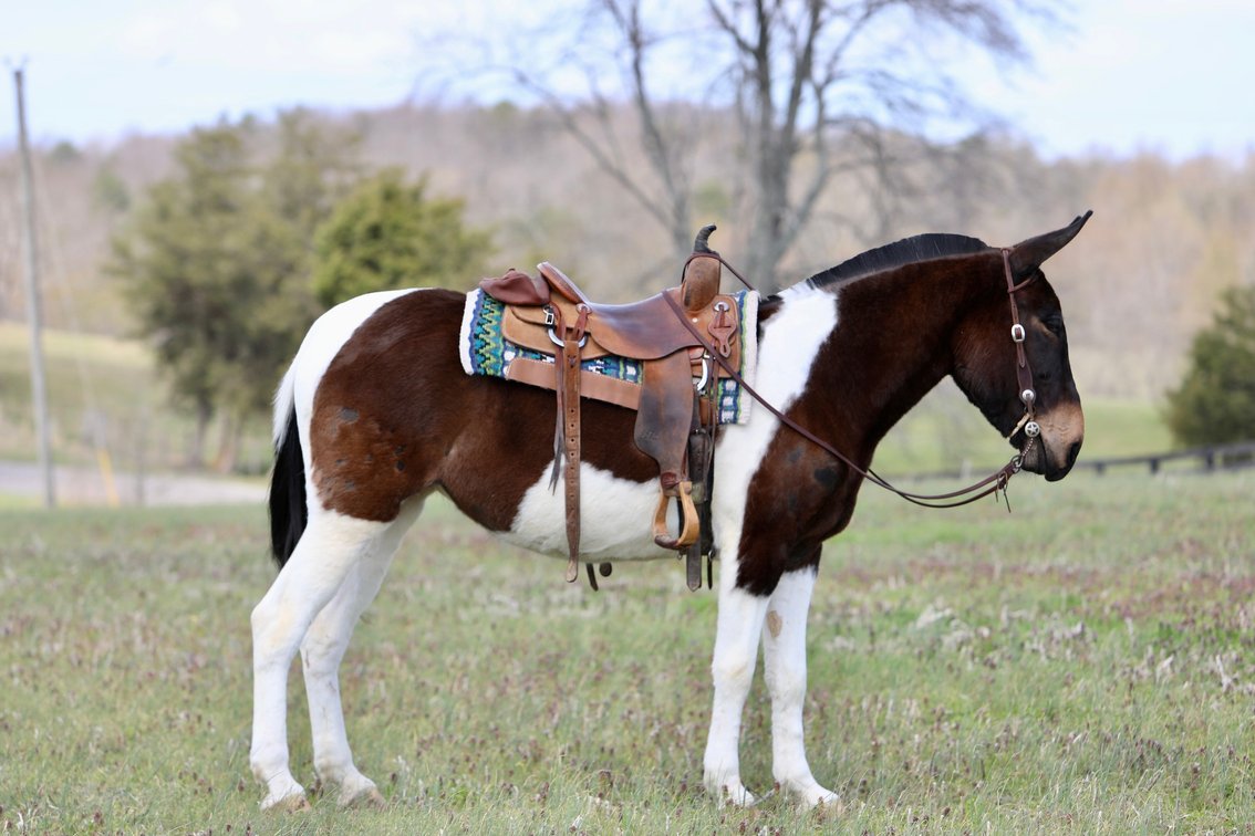 Image for Tennessee Mule Sales - Annual Riding Mule Sale - Reese Bros. Lebanon TN April 25th